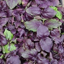 Базилик Философ - ООО «Семена Тут»