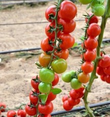 Томат Форте Мальтезе F1 - ООО «Семена Тут»