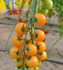 Томат Фортесса F1 - ООО «Семена Тут»