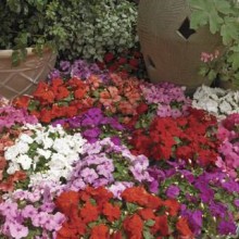 Бальзамин Экстрим F1 Хот Микс [100 шт] - ООО «Семена Тут»