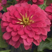 Цинния Магеллан Корал [1000 шт] - ООО «Семена Тут»