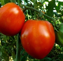Томат Фуджи F1 - ООО «Семена Тут»