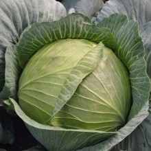 Капуста белокочанная Килатон F1 - ООО «Семена Тут»