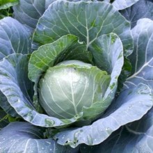 Капуста белокочанная Поиск 2018 F1 (инкруст. семена) - ООО «Семена Тут»