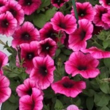 Петуния мультифлора Мираж Орхид [1000 драже] - ООО «Семена Тут»