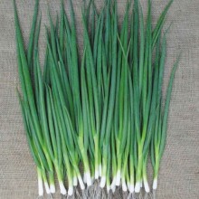 Лук батун Гардсмен - ООО «Семена Тут»