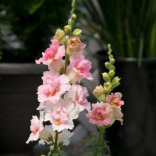 img-2: Львиный зев махровый Твинни Эпплблоссом [100 шт] - ООО «Семена Тут»