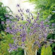 Синеголовник Пурпл Шин [1000 шт] - ООО «Семена Тут»