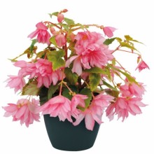 Бегония Фанки Лайт Пинк [1000 драже] - ООО «Семена Тут»