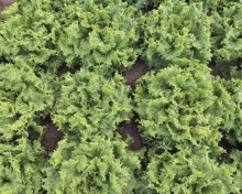 img-2: Салат Гейзер - ООО «Семена Тут»