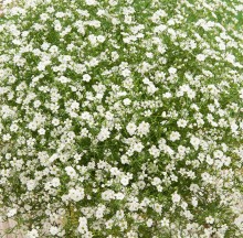 img-1: Гипсофила муралис Джипси Компакт Вайт [1000 м/драже] - ООО «Семена Тут»