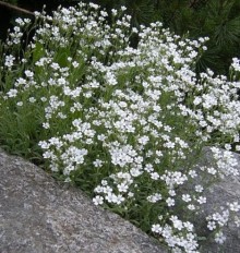 img-2: Гипсофила тихоокеанская Бело-розовая - ООО «Семена Тут»