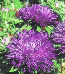 Астра Гремлин Фиолетовая - ООО «Семена Тут»