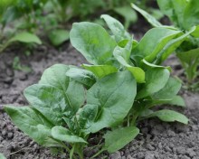 img-2: Шпинат Гудвин - ООО «Семена Тут»