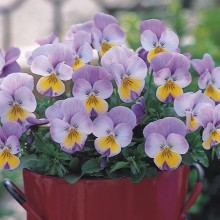 img-1: Виола рогатая Флорал Пауэр Роуз Винг [1000 шт] - ООО «Семена Тут»