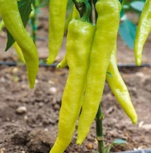 Перец острый Хотстар F1 - ООО «Семена Тут»