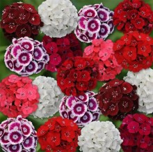 Гвоздика турецкая Свит Микс [1000 драже] - ООО «Семена Тут»