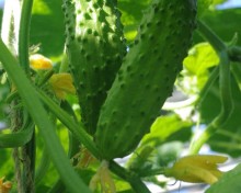 img-3: Огурец Бегунок F1 - ООО «Семена Тут»