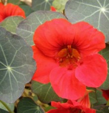 Настурция низкорослая Императрица Индии - ООО «Семена Тут»