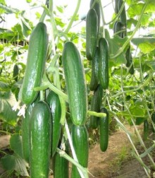 Огурец Инфинити F1 - ООО «Семена Тут»