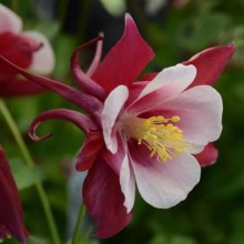 img-1: Аквилегия Эрлиберд Ред Вайт [100 шт] - ООО «Семена Тут»