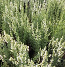 Иссоп лекарственный Белый - ООО «Семена Тут»