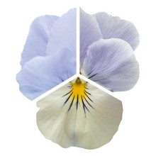 Виола ампельная Хайфлайер F1 Блю Хевен [500 шт] - ООО «Семена Тут»