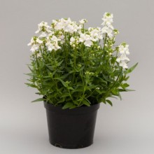 img-1: Немезия Севен Хевен Вайт [500 драже] - ООО «Семена Тут»