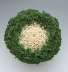 Капуста декоративная Камоме Брайт Вайт [1000 шт] - ООО «Семена Тут»