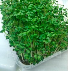 Капуста белокочанная Амагер МЗ - ООО «Семена Тут»