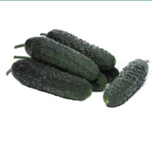 Огурец Кардинал F1 - ООО «Семена Тут»