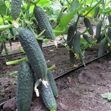 Огурец Катарина (COR 14015) F1 - ООО «Семена Тут»