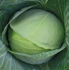 Капуста белокочанная Кавказ 05 F1 - ООО «Семена Тут»