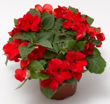 img-1: Бальзамин Имара F1 Оранж [1000 шт] - ООО «Семена Тут»