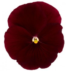 Виола крупноцветковая Премьер Клиа скарлет [1000 шт] - ООО «Семена Тут»