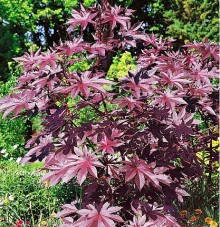 Клещевина бронзоволистная Сангвинеус - ООО «Семена Тут»