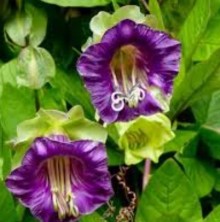 img-2: Кобея лазающая Винно-белая - ООО «Семена Тут»