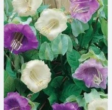 Кобея лазающая Винно-белая - ООО «Семена Тут»