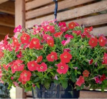img-1: Петуния ампельная БУМ Корал [1000 драже] - ООО «Семена Тут»