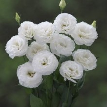 Эустома Корелли СУ 1 Вайт [100 драже] - ООО «Семена Тут»