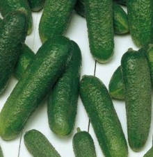 Огурец Корентин F1* - ООО «Семена Тут»