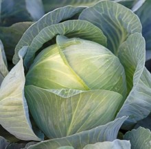 Капуста белокочанная Короната F1 - ООО «Семена Тут»