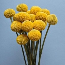 Краспедия шаровидная Билли Батон [5*10 шт] - ООО «Семена Тут»