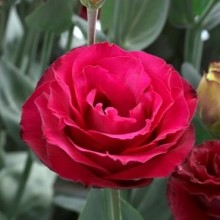 Эустома Крома 3 Ред [500 драже] - ООО «Семена Тут»