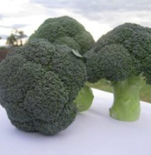 Капуста брокколи Куба F1 - ООО «Семена Тут»