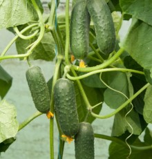 Огурец Кубанец F1 - ООО «Семена Тут»