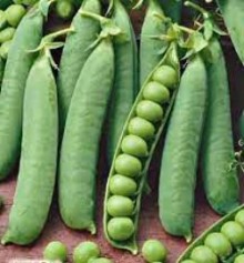 Горох овощной Кудесник - 2 - ООО «Семена Тут»