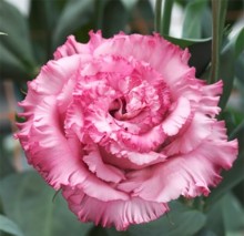 Эустома Корелли СУ 3 Дип Пинк [500 драже] - ООО «Семена Тут»