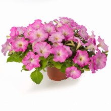 img-1: Петуния миллифлора Флэш Форвард Пинк Гло [100 драже] - ООО «Семена Тут»