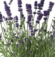 Лаванда Блю Сцент Эрли [100 шт] - ООО «Семена Тут»